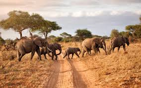[SST001] Safari in Tanzania